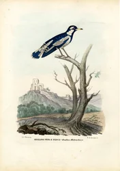 Ekster-leeuwerik, 1863-79